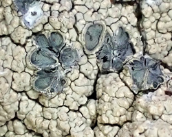 Diploschistes muscorum morph daisy-like apothecia.